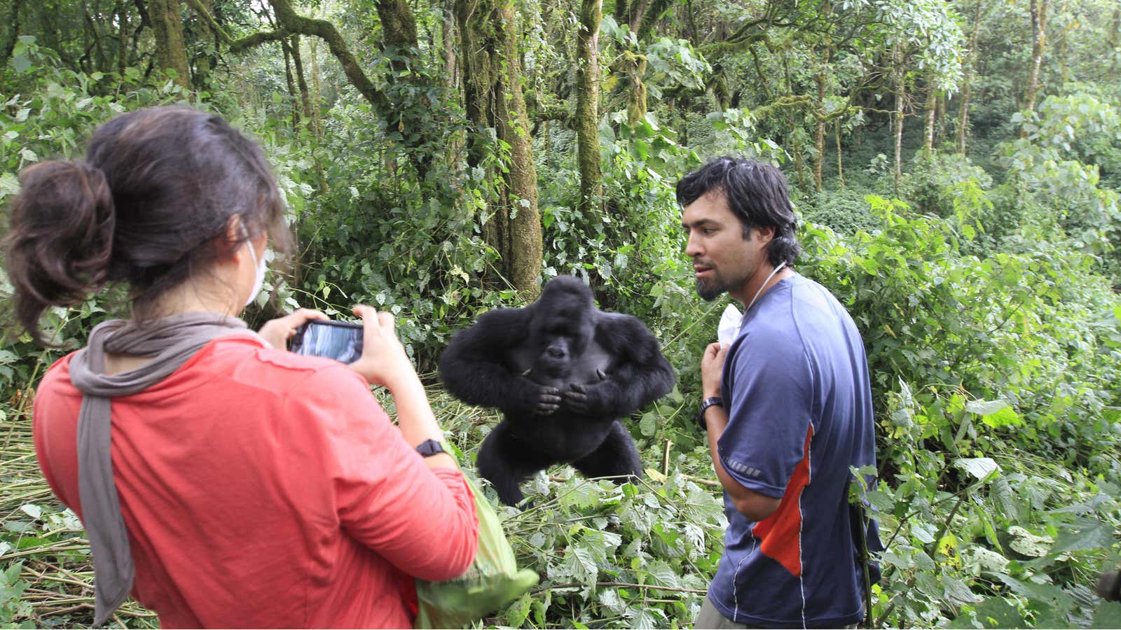 Ethically sourced iPhones are ruining the Congo. Go see the gorillas ...