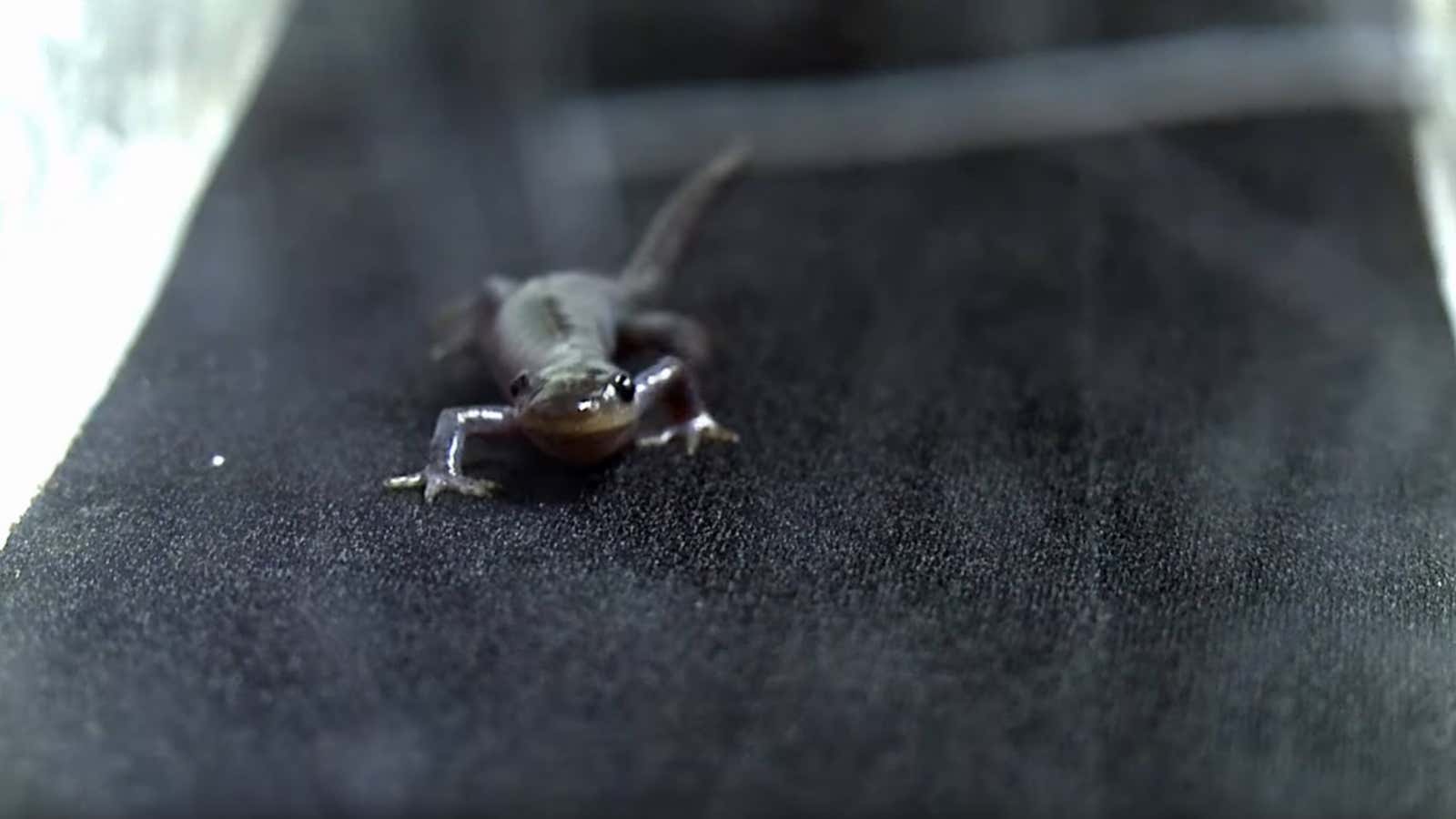 On Valentines Day, the best animal mating ritual is from this salamander on  a treadmill