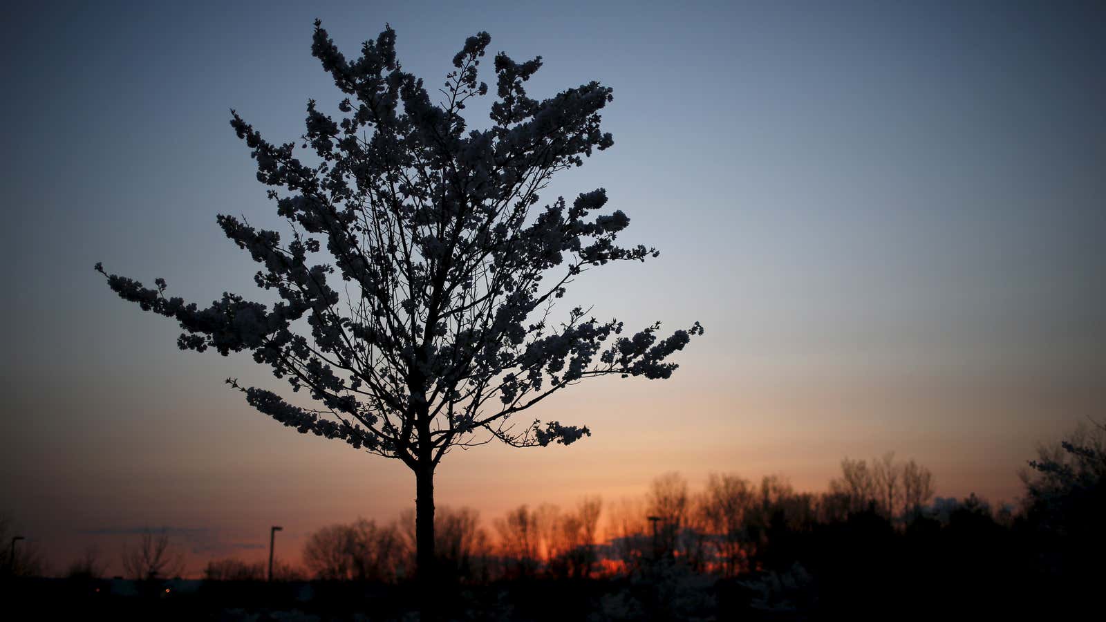 A blossoming cherry tree is seen at the Liberty State Park in Jersey City, New Jersey April 21, 2015.