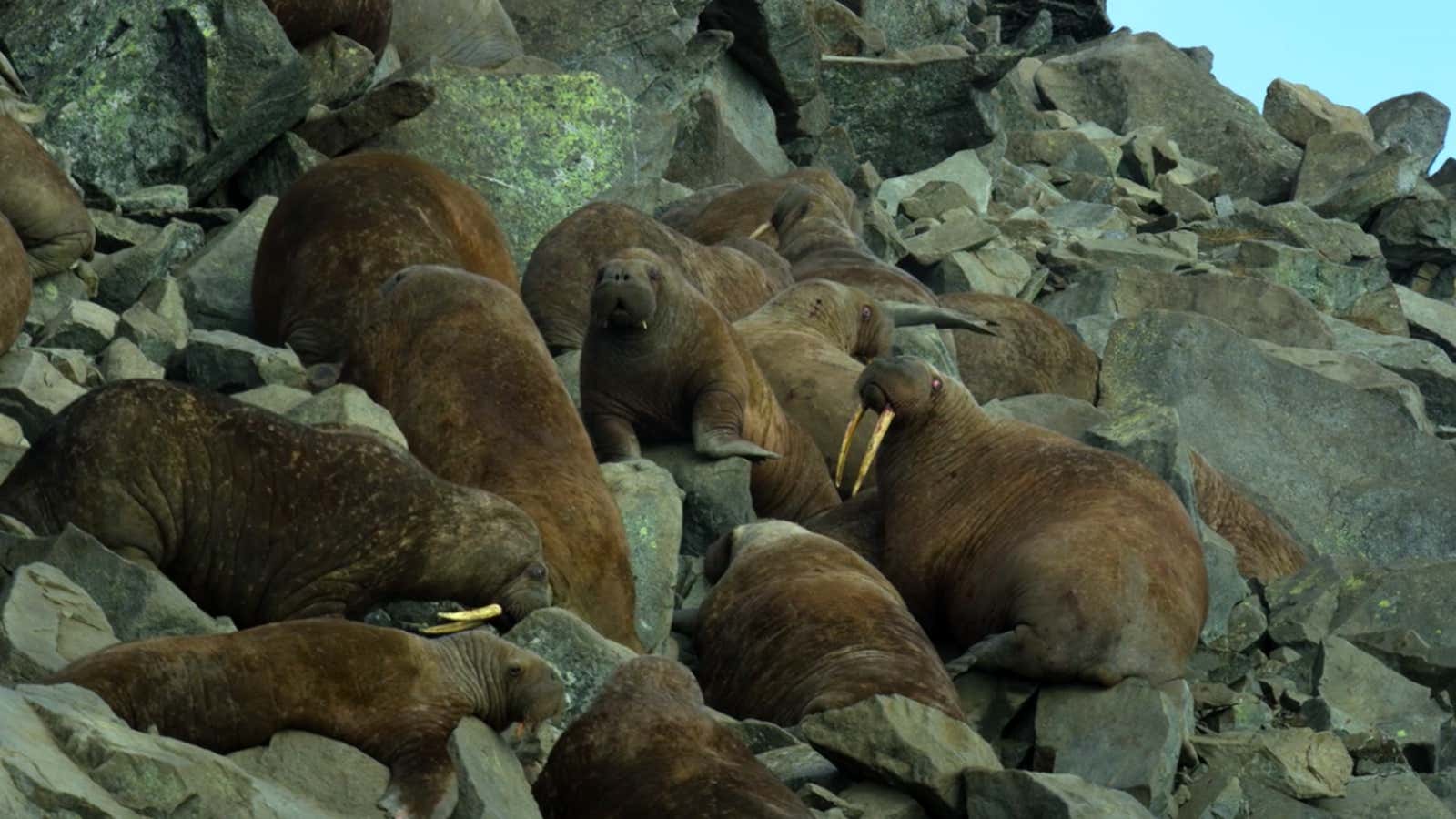 Netflix's Our Planet: The Disturbing Walrus Scene - The Atlantic