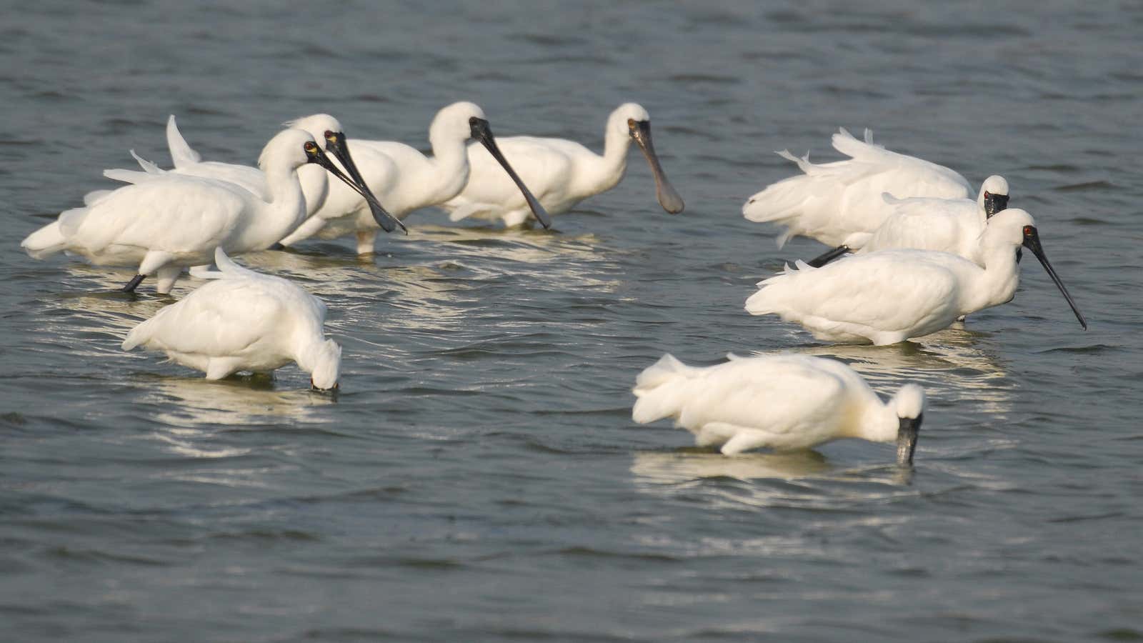 China’s micro-aggressions against Taiwan have reached the world of birding