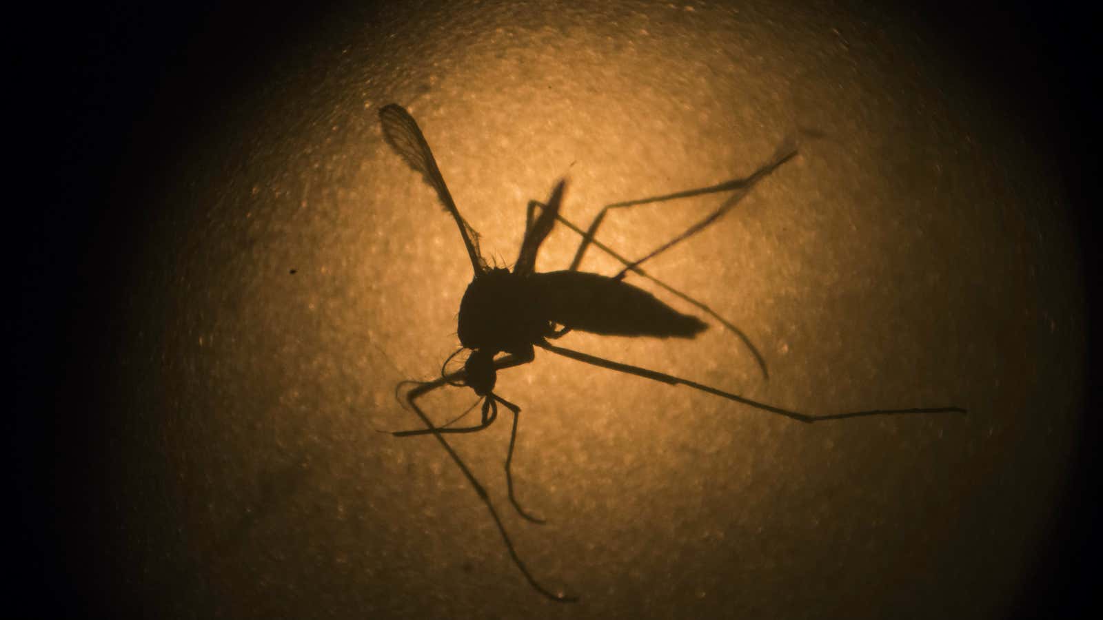 An Aedes aegypti mosquito is photographed through a microscope at the Fiocruz institute in Recife, Brazil.