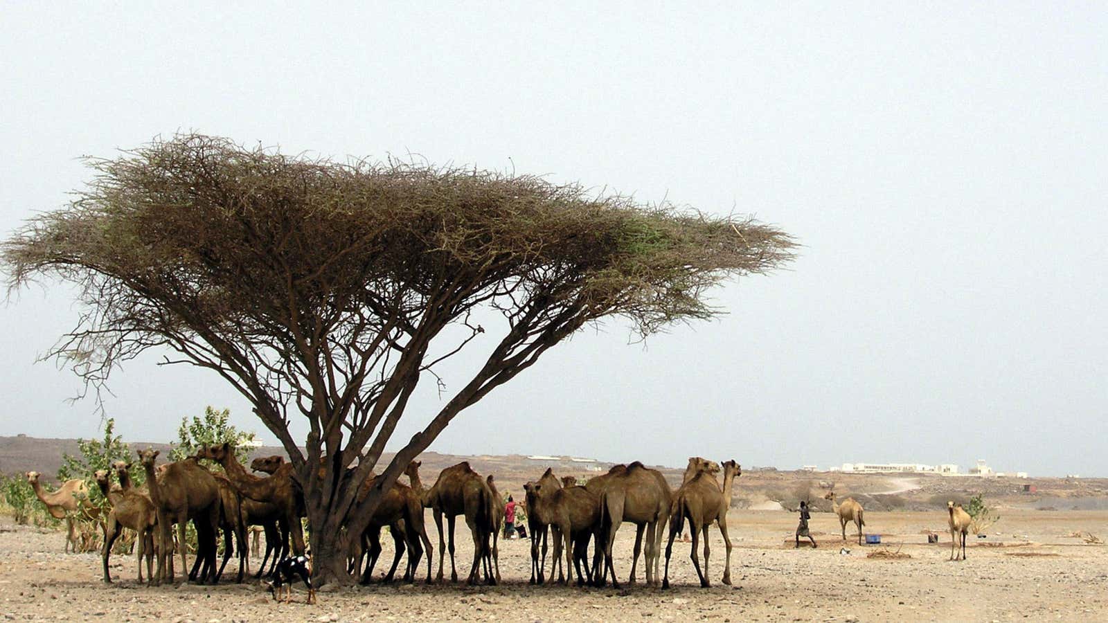 The tree that launched a thousand books.