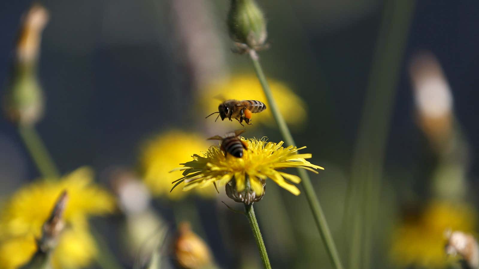 It’s hard out there for a bee.