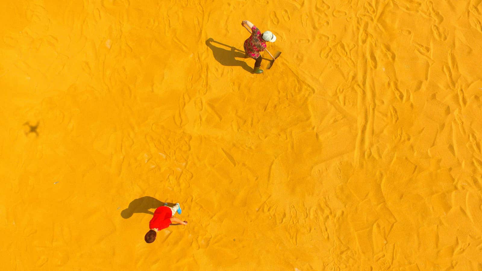 People dry crops on a farm in Liaocheng, China.