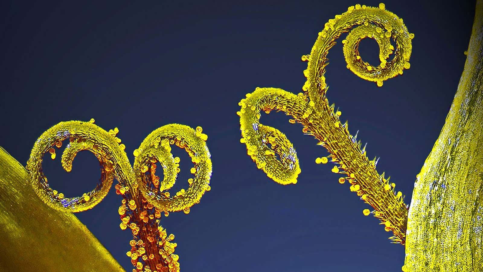 Pollen on a flower stalk.