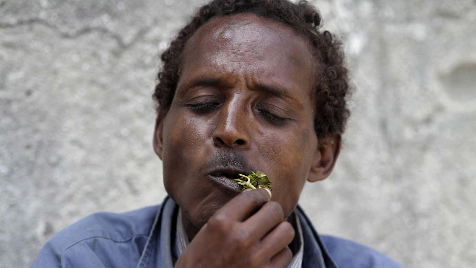 Khat: Something to chew on.