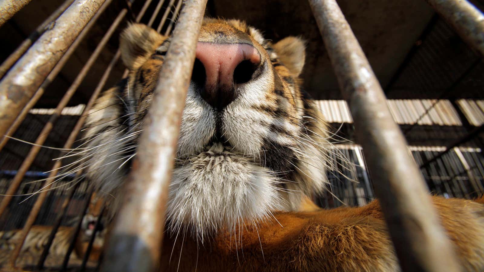 (AP Photo/Jorge Saenz)