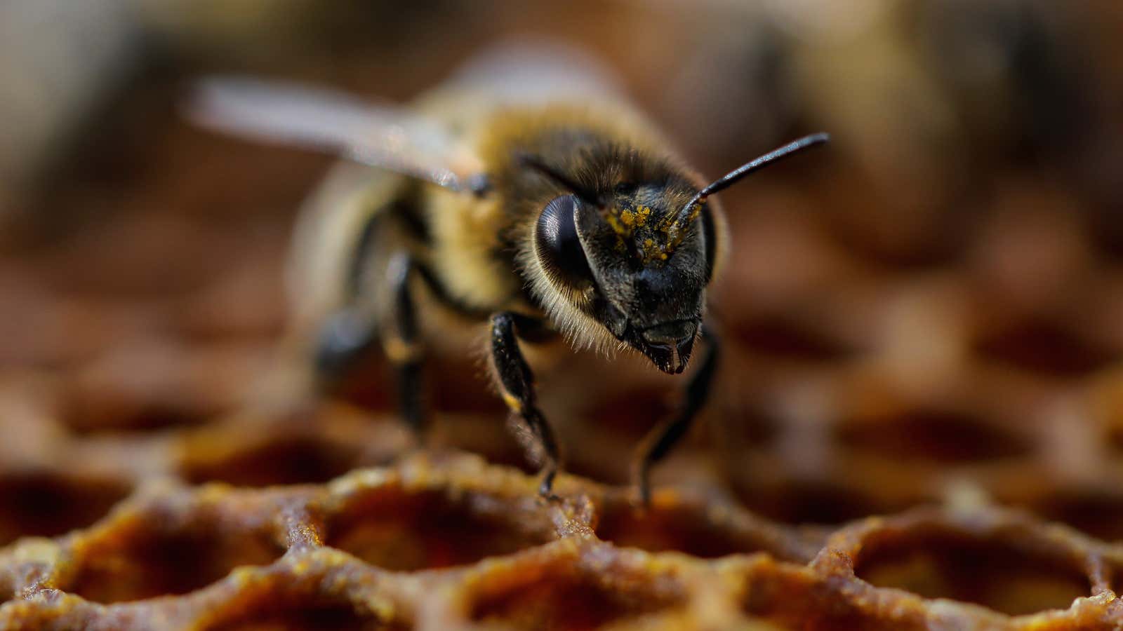 A bee is seen on the frame of a hive in a village of Ripanj near Belgrade, Serbia, April 9, 2019.