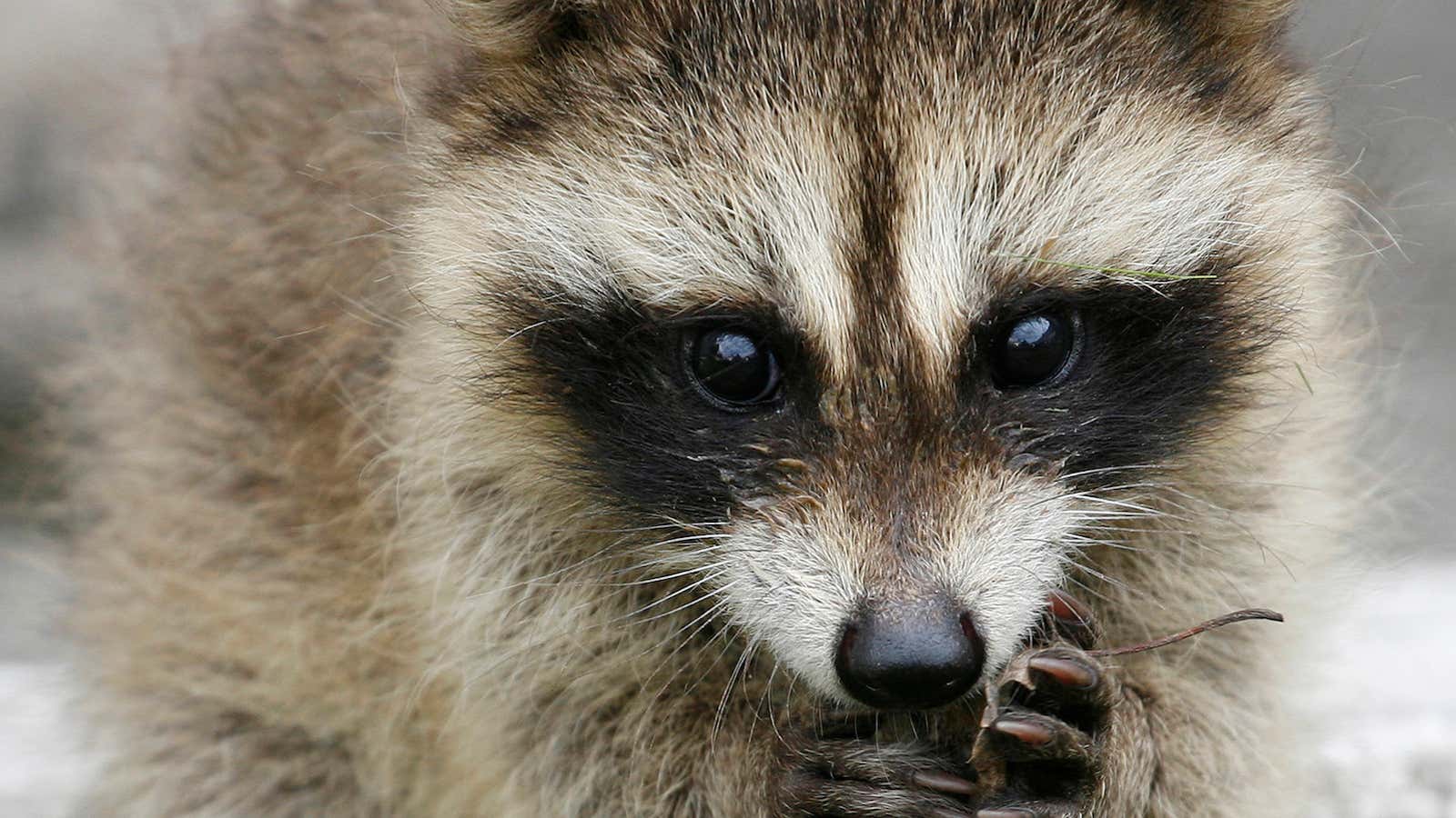 A raccoon cub at the Royev Ruchey zoo in the Siberian city of Krasnoyarsk.