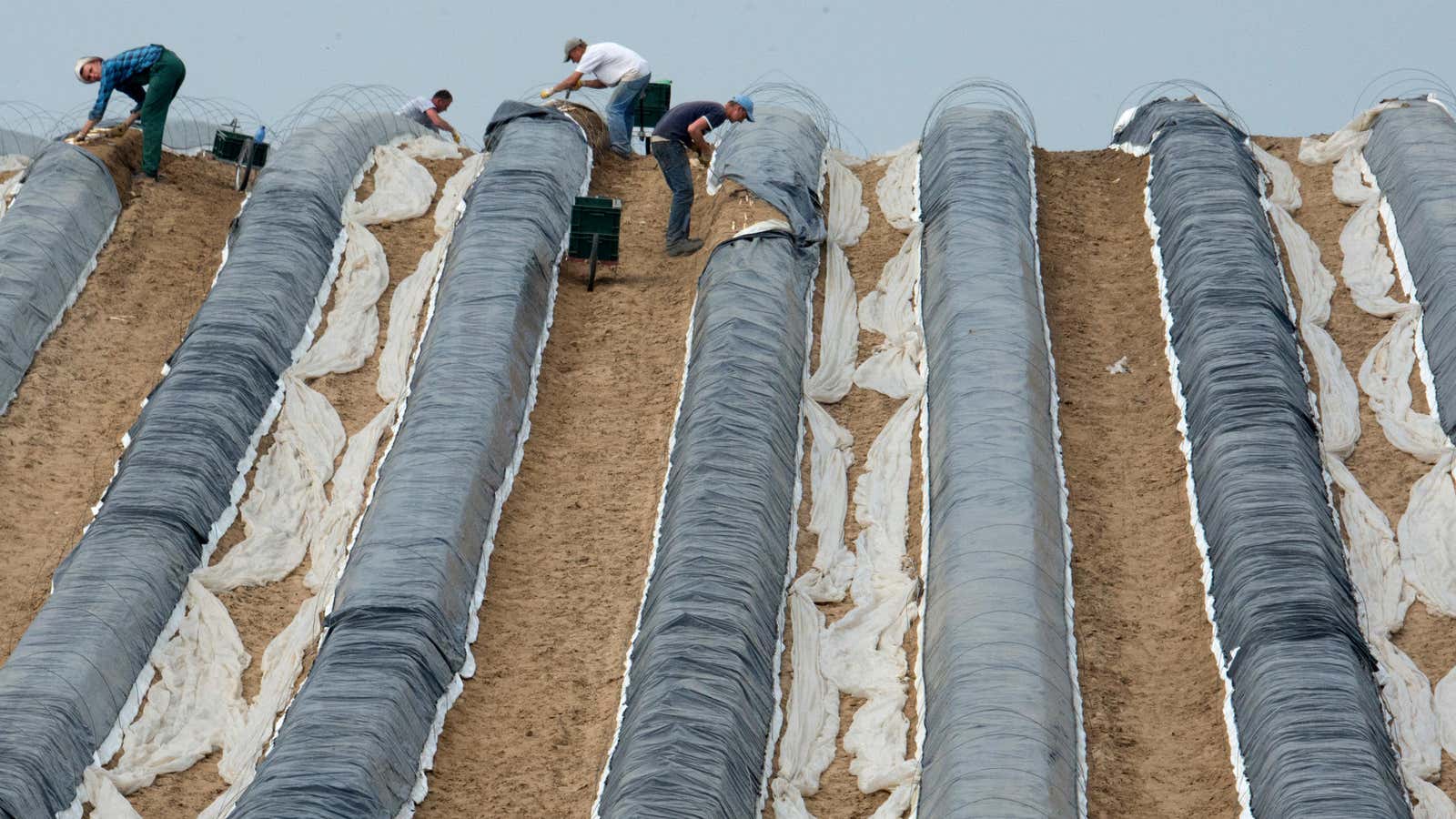 Seasonal jobs like those working this eastern German asparagus farm dropped off in May.