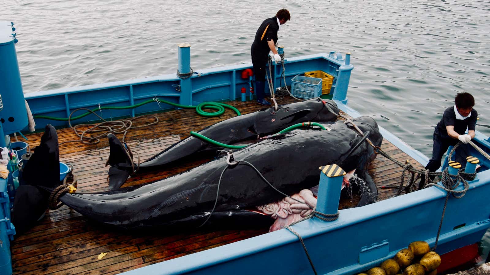 Pilot wales on the deck of a whaling ship at Taiji Port.