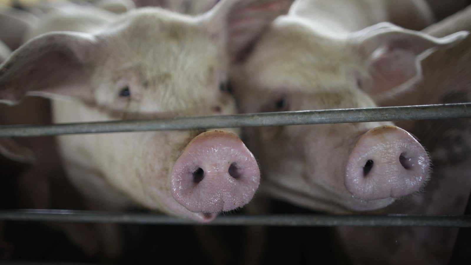 Superbug in Chinese pork raises questions on Smithfield deal—but not the ones US politicians are asking