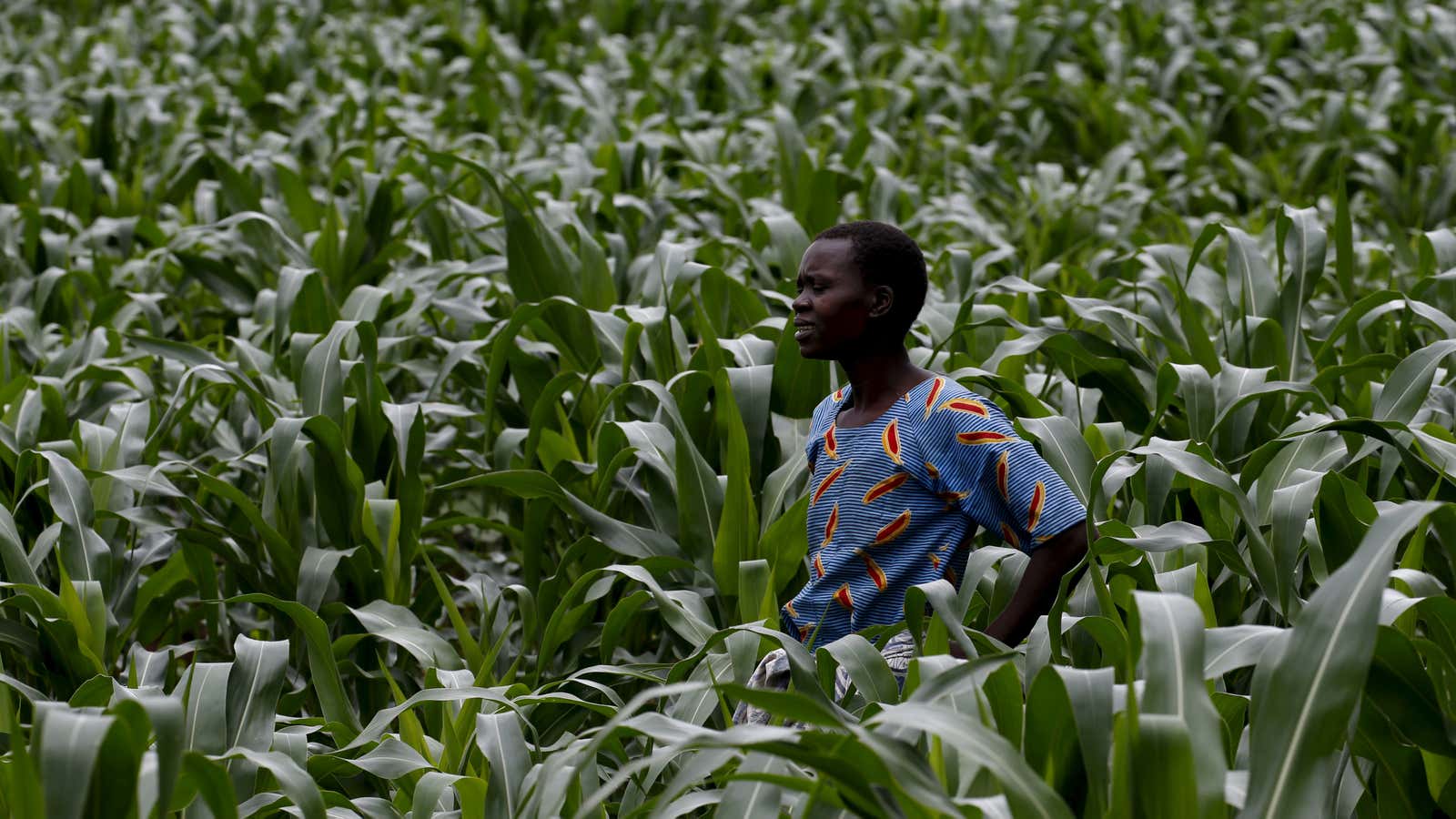 A Malawian subsistence farmer in her corn fields. Southern Africa is facing a historically bad harvest.