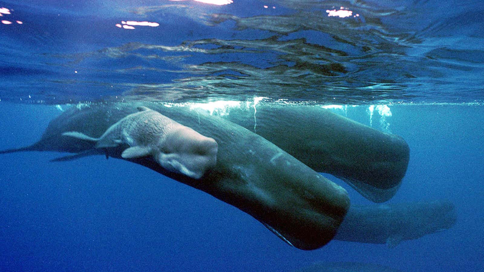 Time for regular people to get up close and personal with ocean life.