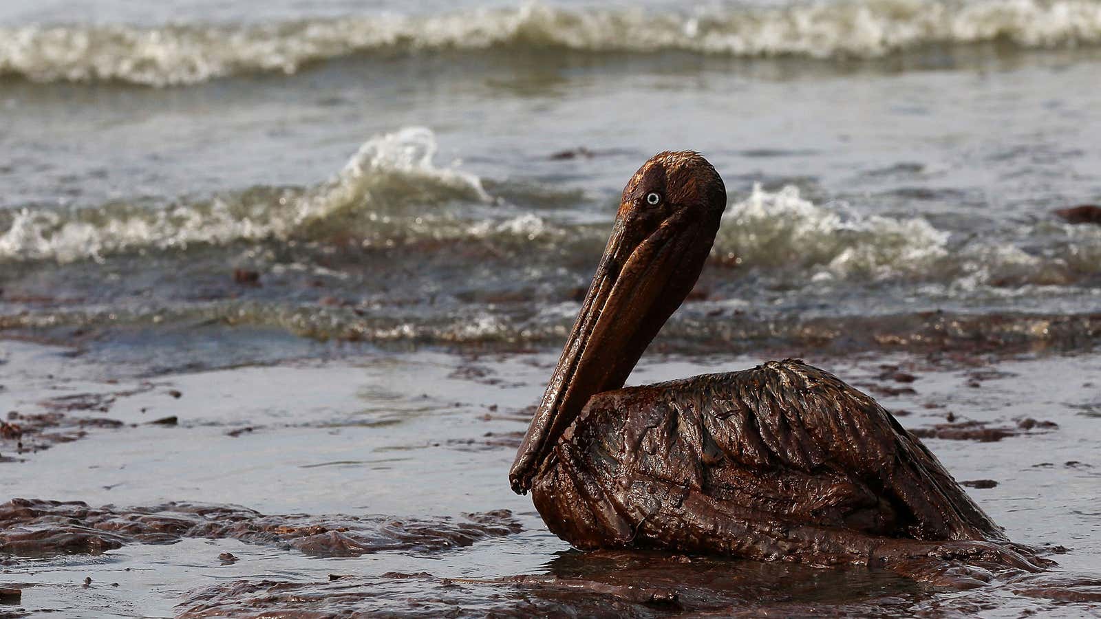 BP pleaded guilty to a criminal misdemeanor count under the Migratory Bird Treaty Act