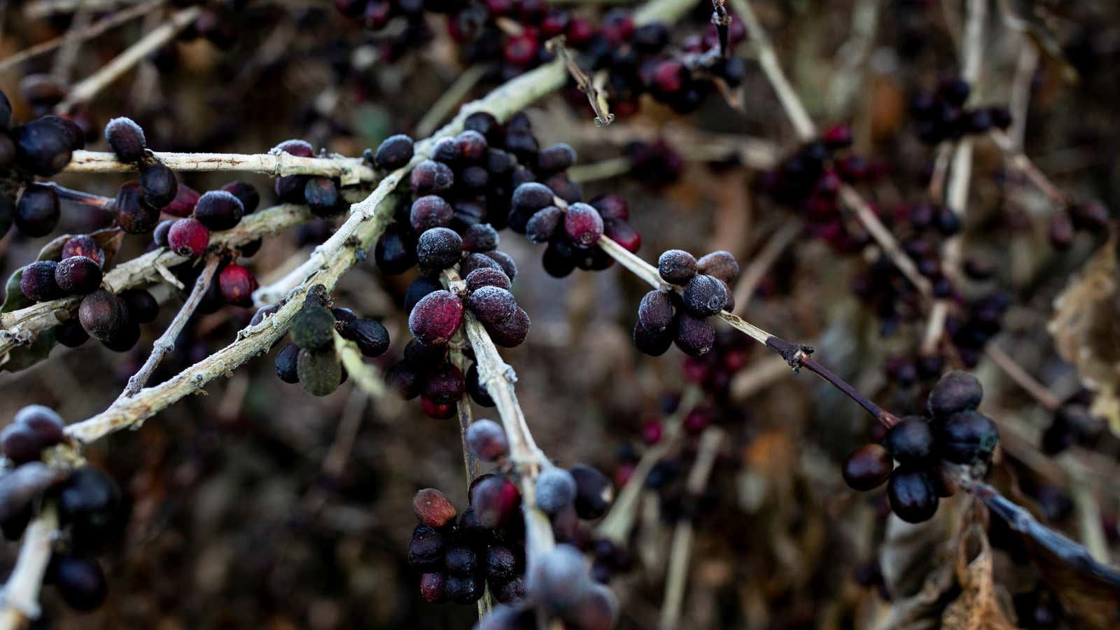 Severe frosts hit coffee crops in Brazil.