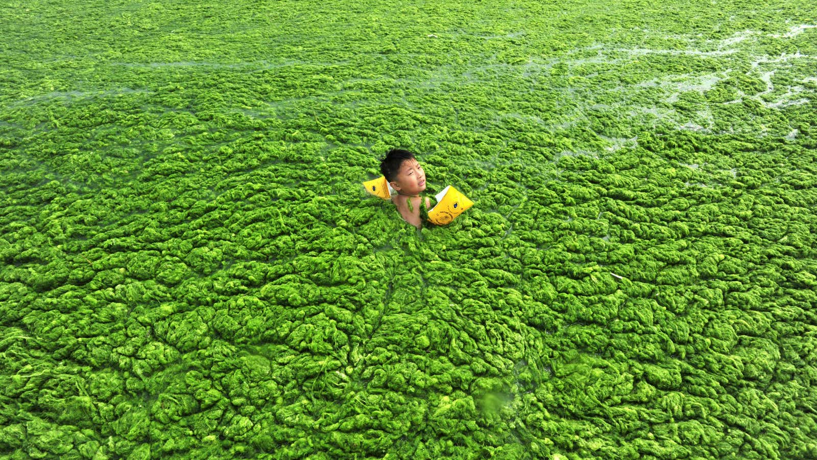 The algae-filled coastline of Qingdao, Shandong province.