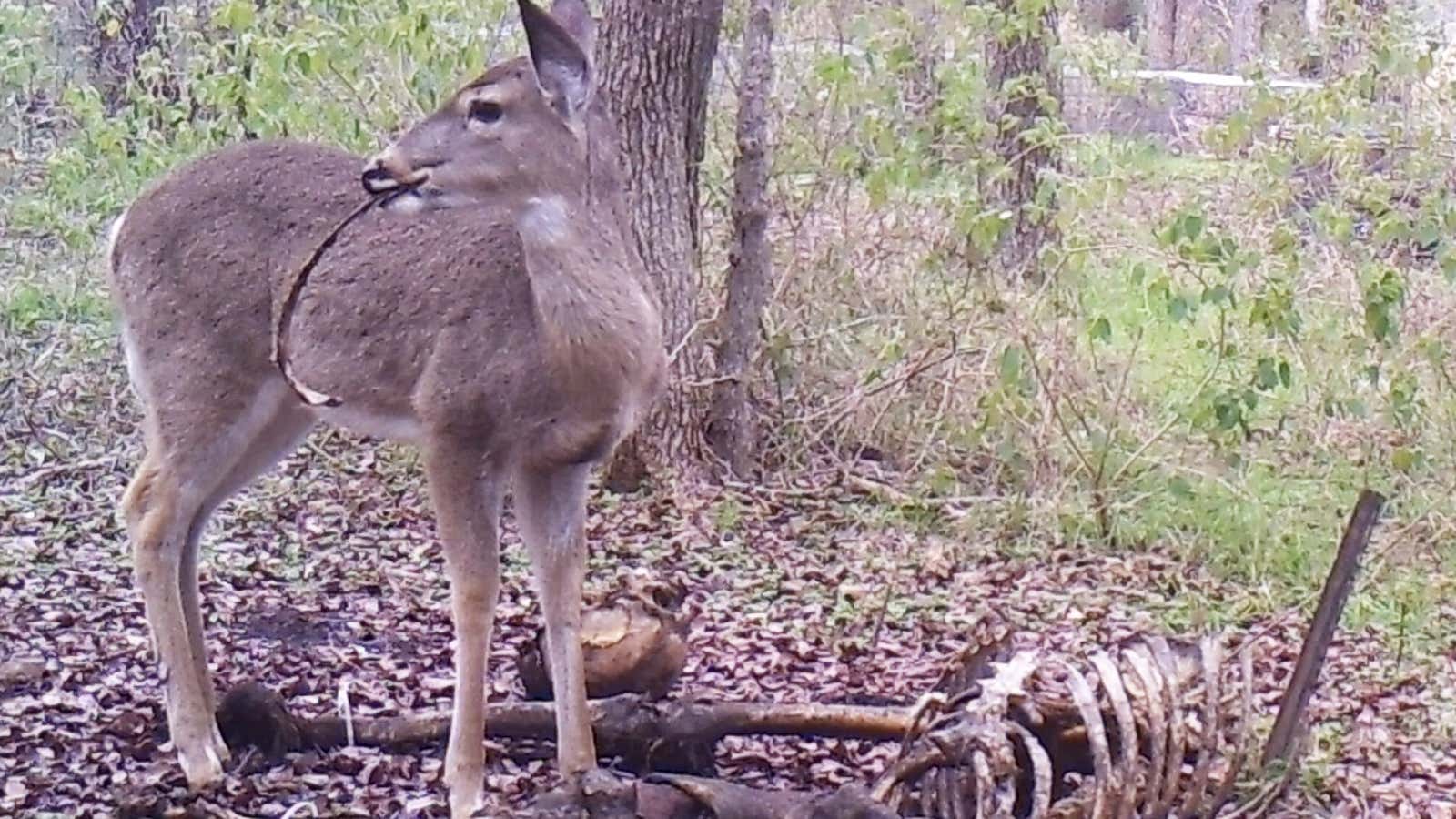 Yum. (Texas State University/Forensic Anthropology Center)