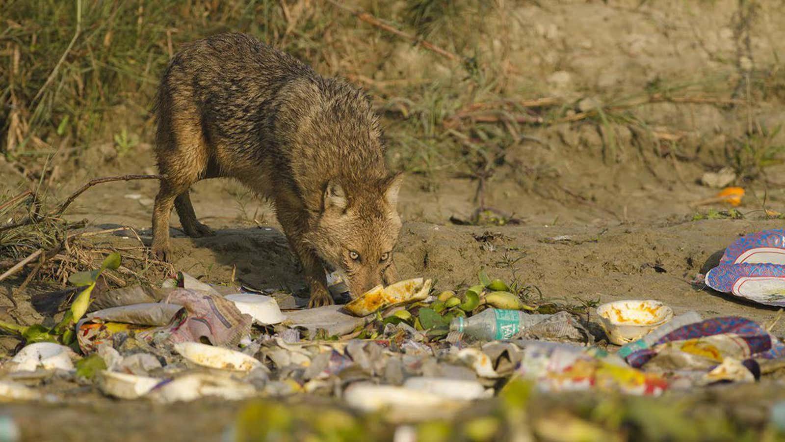 Here’s your garbage, human.