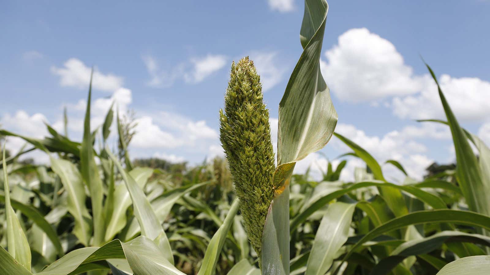 In this Wednesday, July 17, 2013 photo, corn grows in a field in Edmond, Okla., following recent rains in central Oklahoma. Summer showers brought much-needed…