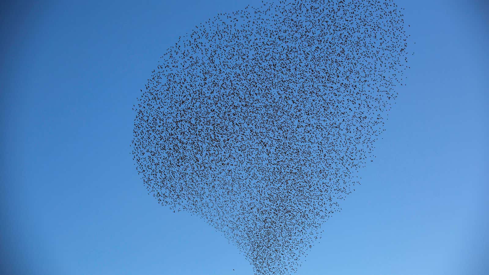 A flock of starlings fly over an agricultural field near the southern Israeli city of Netivot February 12, 2014. The starlings migrate from central and Eastern Europe to spend the winter in Israel, said an employee of Israel’s nature and parks authority on Wednesday.  REUTERS/Amir Cohen (ISRAEL – Tags: ANIMALS)              FOR BEST QUALITY IMAGE ALSO SEE: GF2EA2E0WBK01 – RTX18OS6