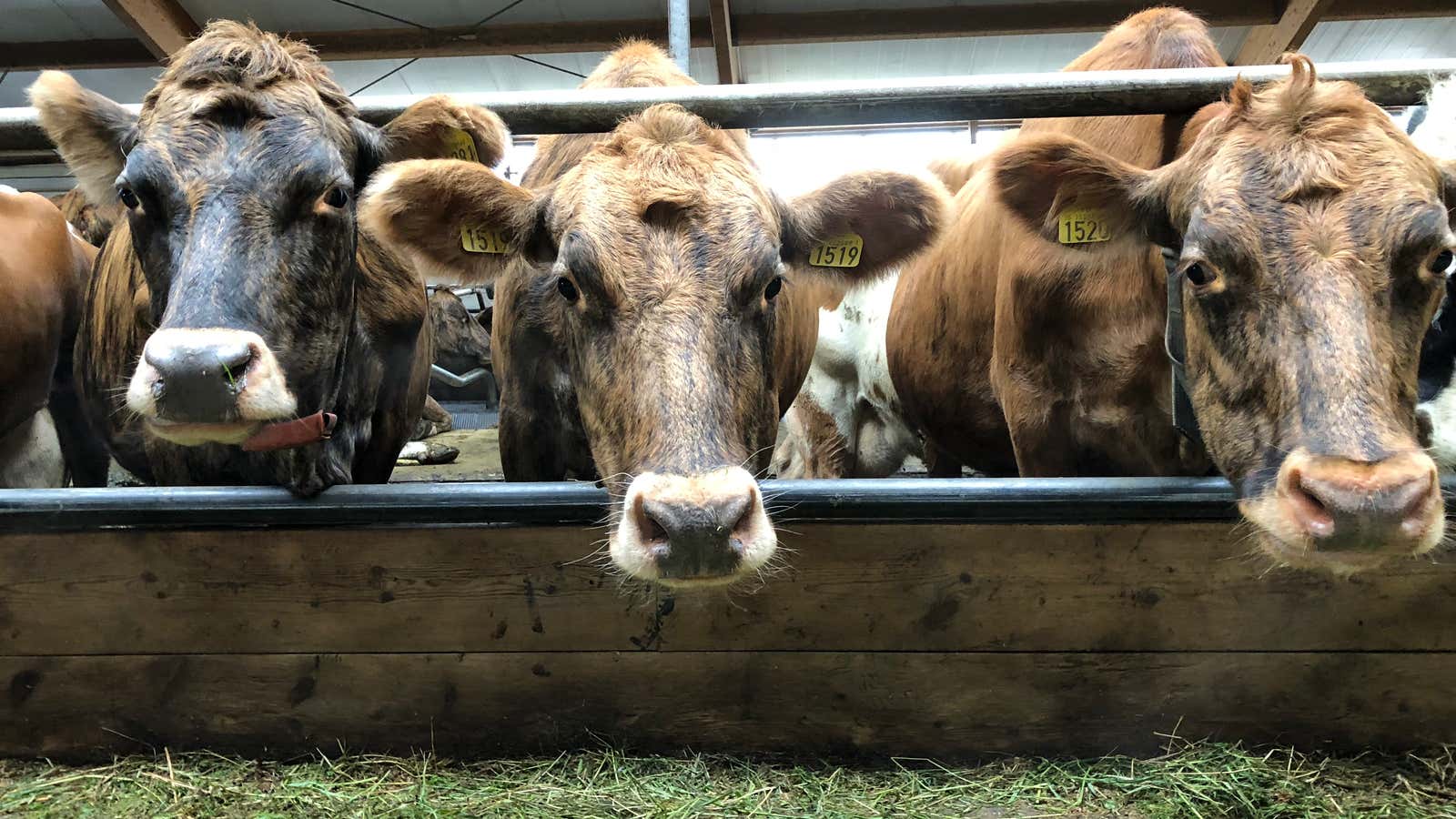 This Icelandic dairy farm has worked out what makes animals happier—and more profitable.