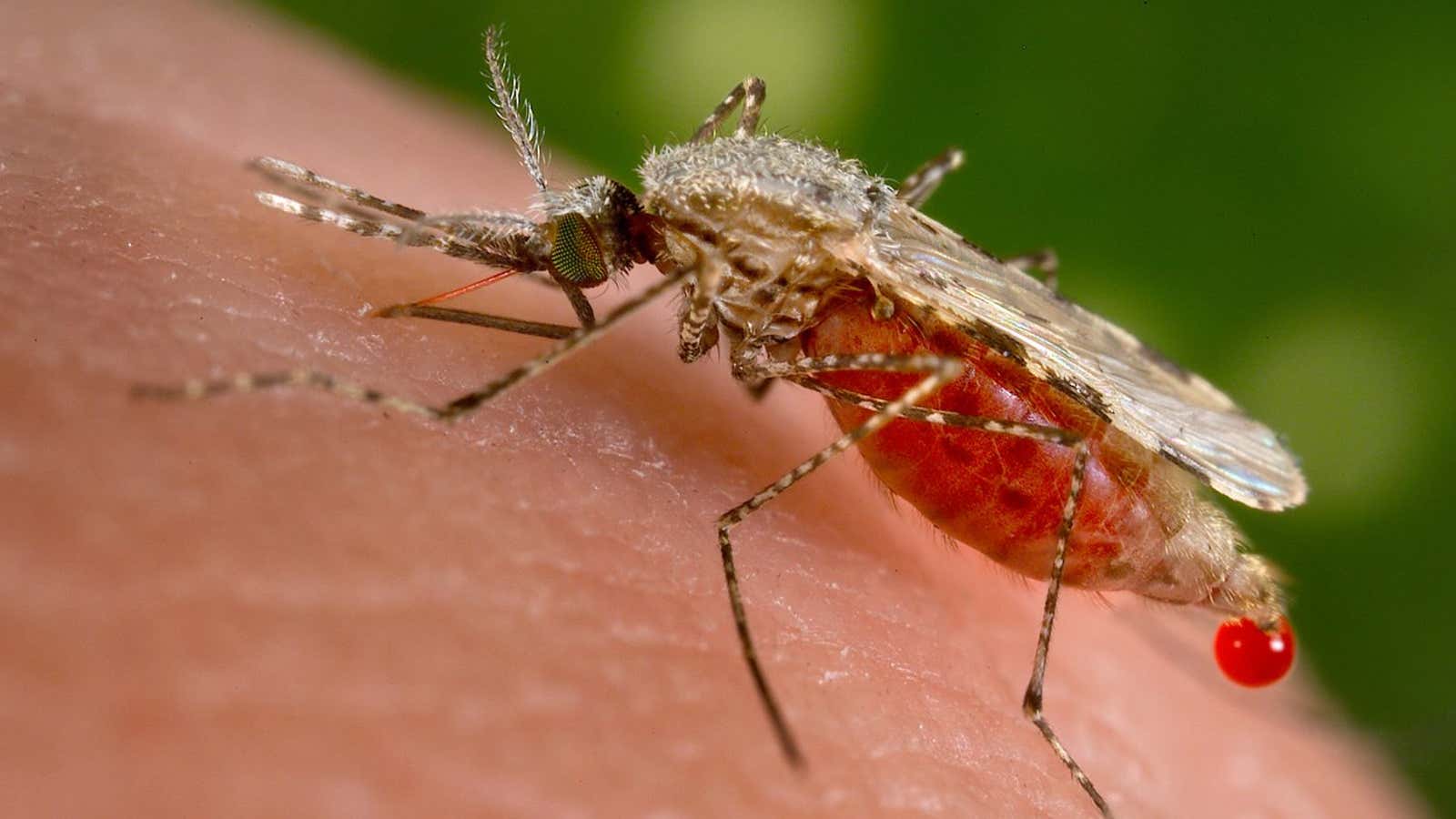 How to prevent from dengue and malaria