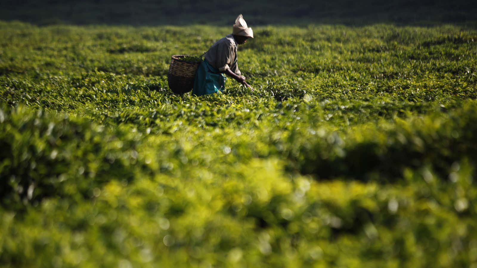 In Rwanda, formalized agricultural markets fight internal unrest.