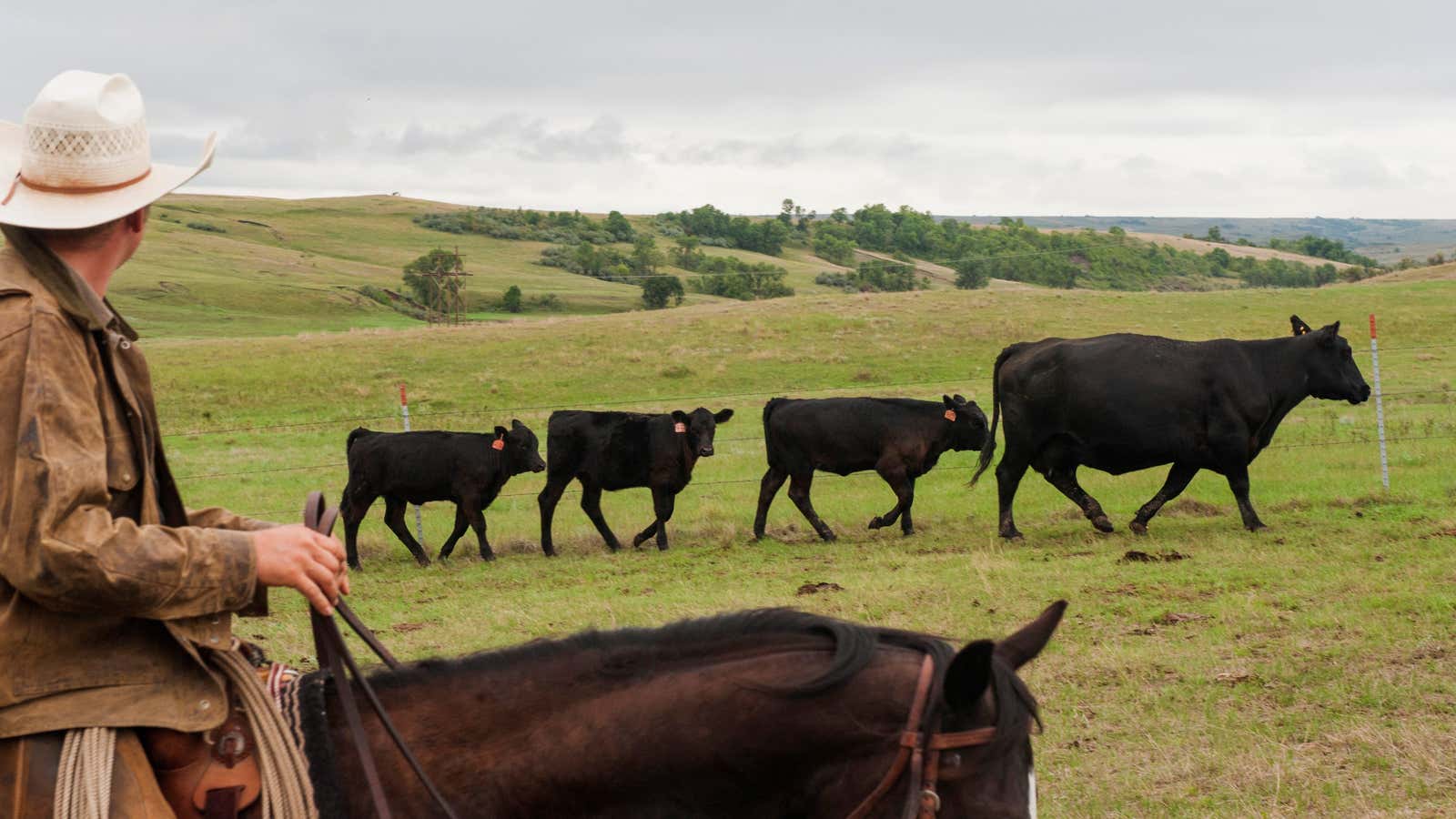 The future of ranchers.