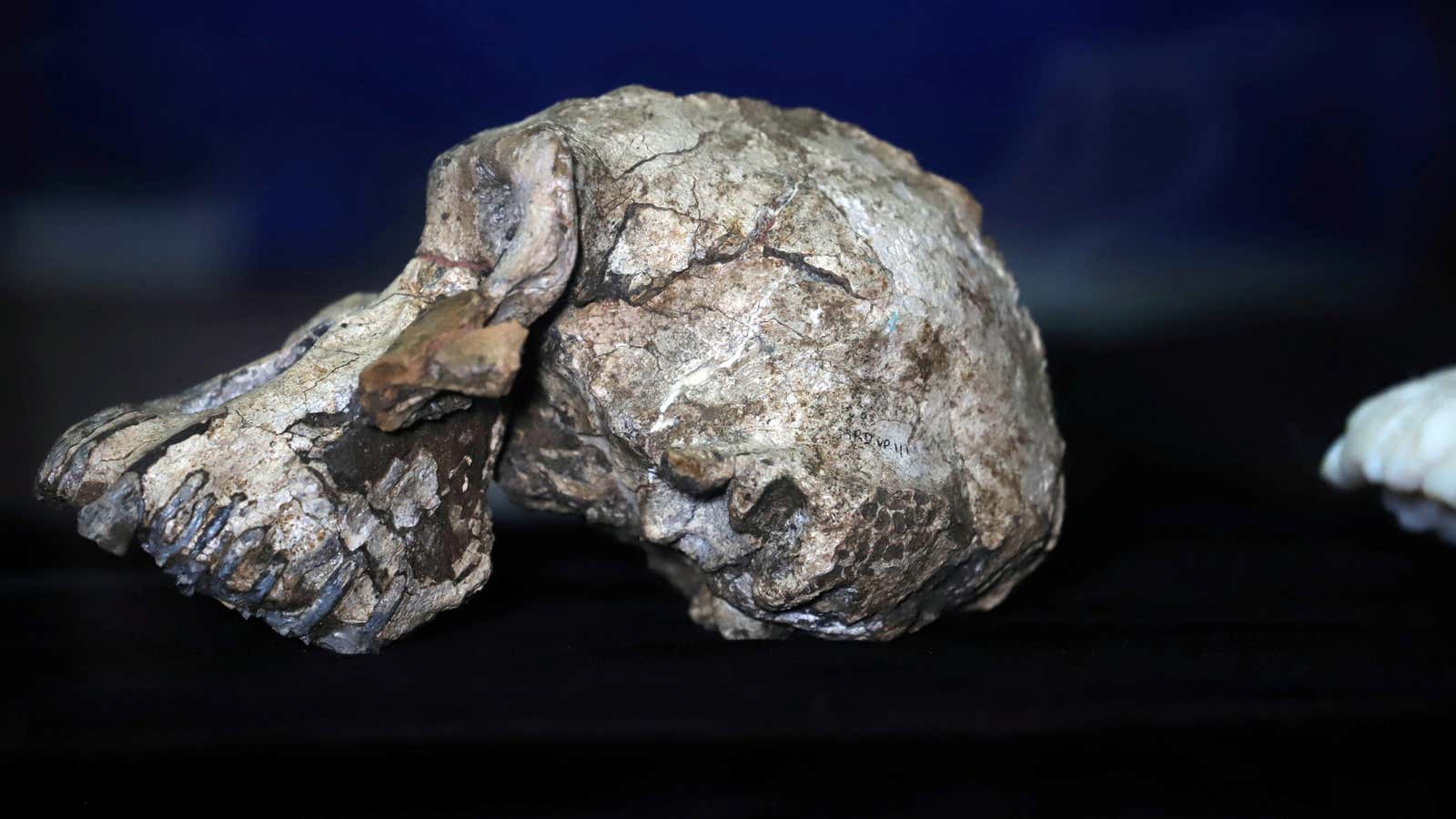 A fossil of Lucy’s ancestor, 3.8 million years old cranium of Australopithecus Anamensis which was discovered in Waranso-Mile paleontological site, Afar region in Ethiopia is seen at the National Museum in Addis Ababa, Ethiopia Aug. 28, 2019.