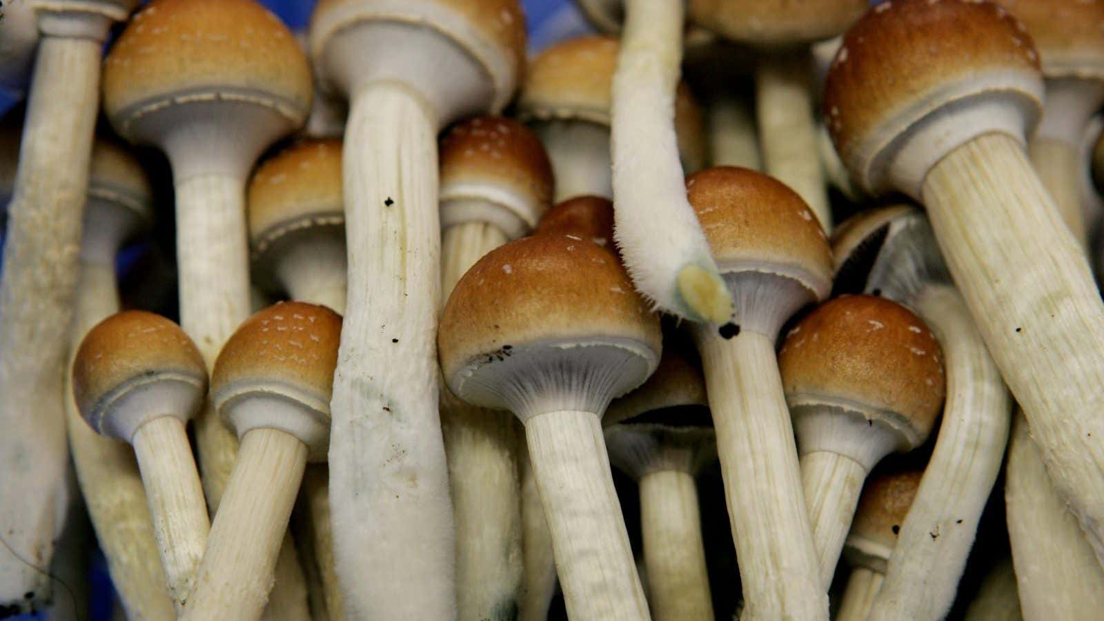 Psilocybin, the active ingredient in magic mushrooms, can be used to treat a variety of ailments.