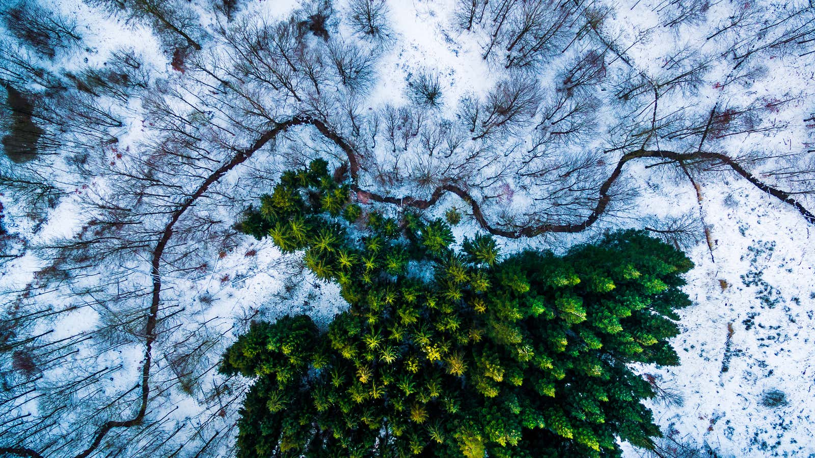 Kalbyris Forest, Denmark