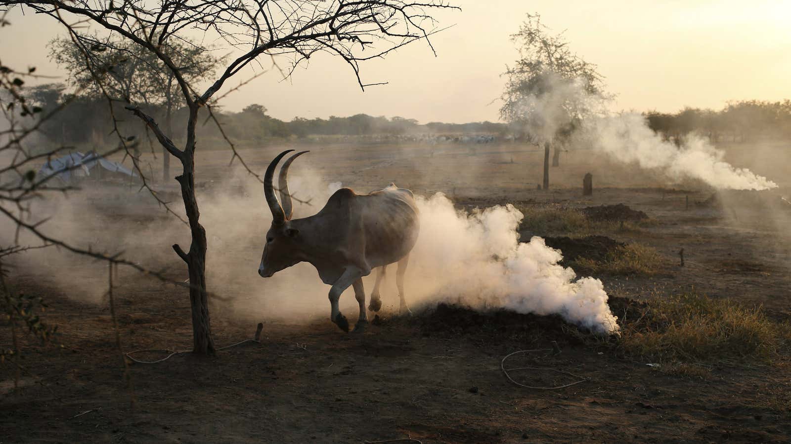 South Sudan’s only domestically made beer, White Bull, will soon to be discontinued.