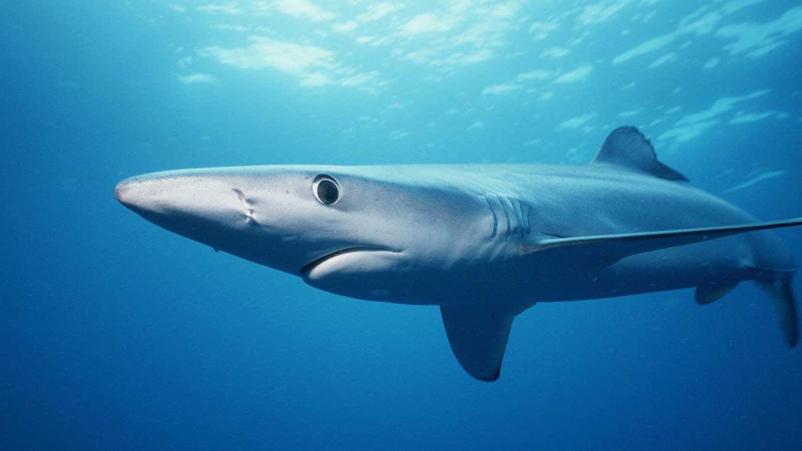 An intersex shark discovered near Taiwan shines a light on fluidity in the animal kingdom