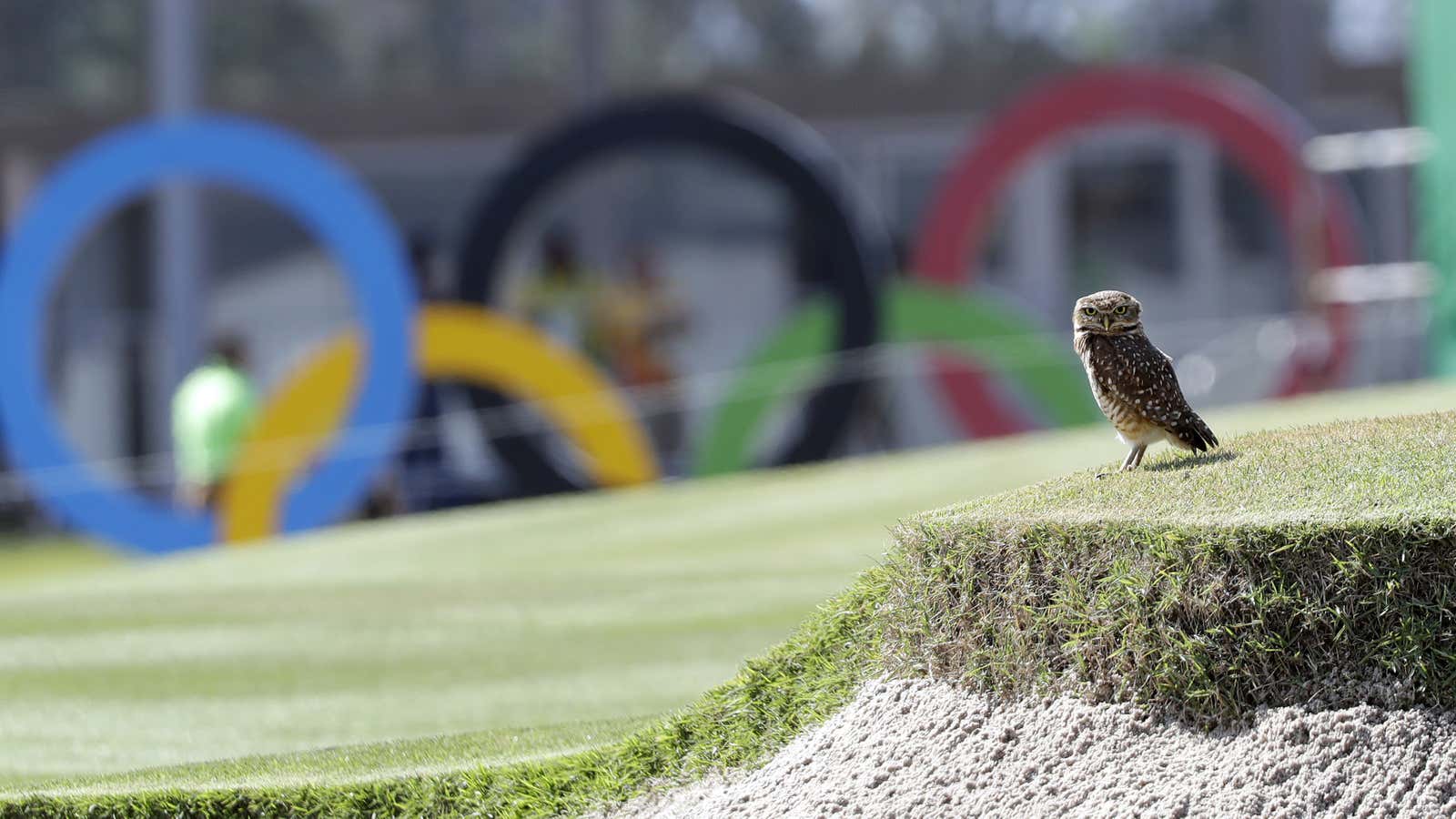 Owls also like sports.