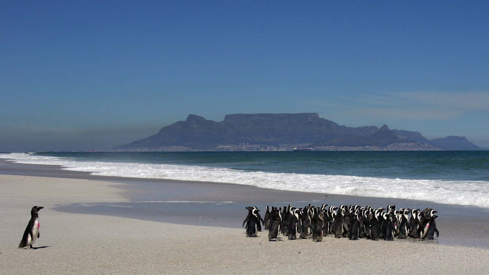 A group of about 100 African penguins are released into the sea near Cape Town September 16, 2005 after recovering at the SANCCOB (South African…