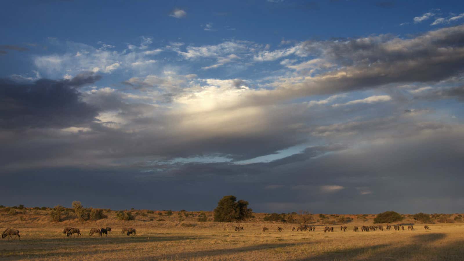 The pristine Kgalagadi Transfrontier Park.