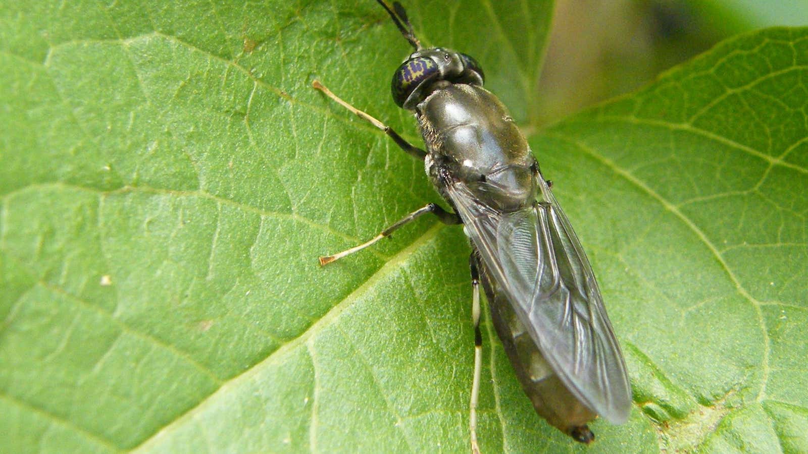 The black soldier fly is one of the best bugs in the biz.