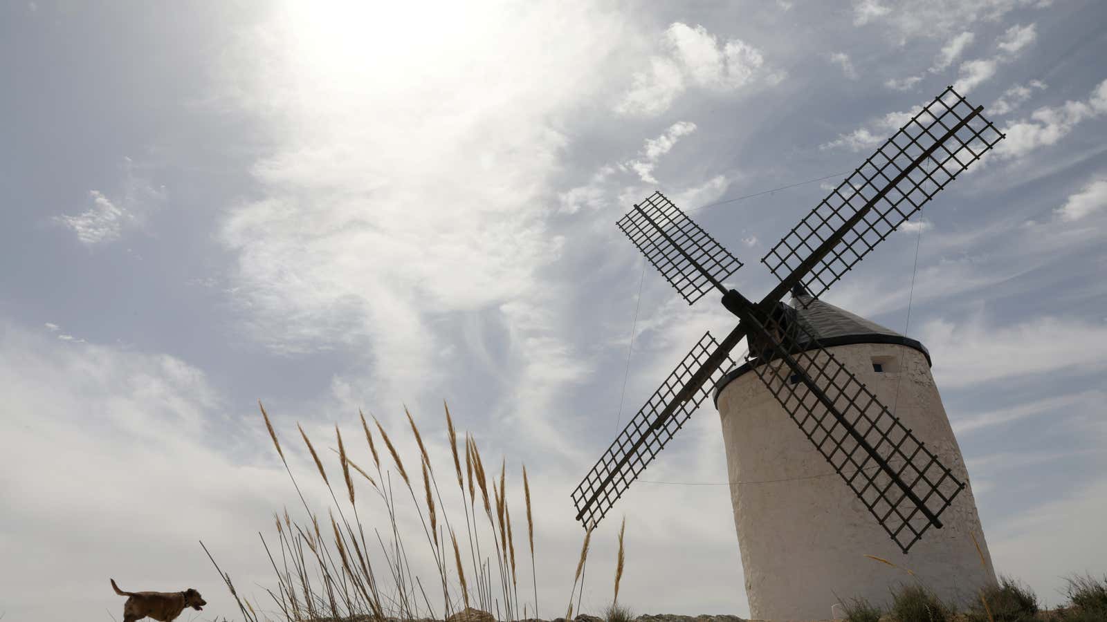 A dog walks by a La Mancha windmill during a heatwave in Consuegra, central Spain, June 27, 2019. REUTERS/Susana Vera – RC1A61E201A0