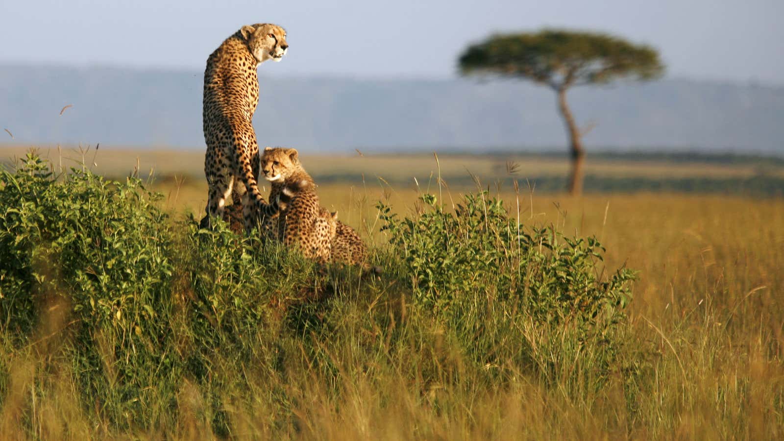 More trees in the African grasslands?