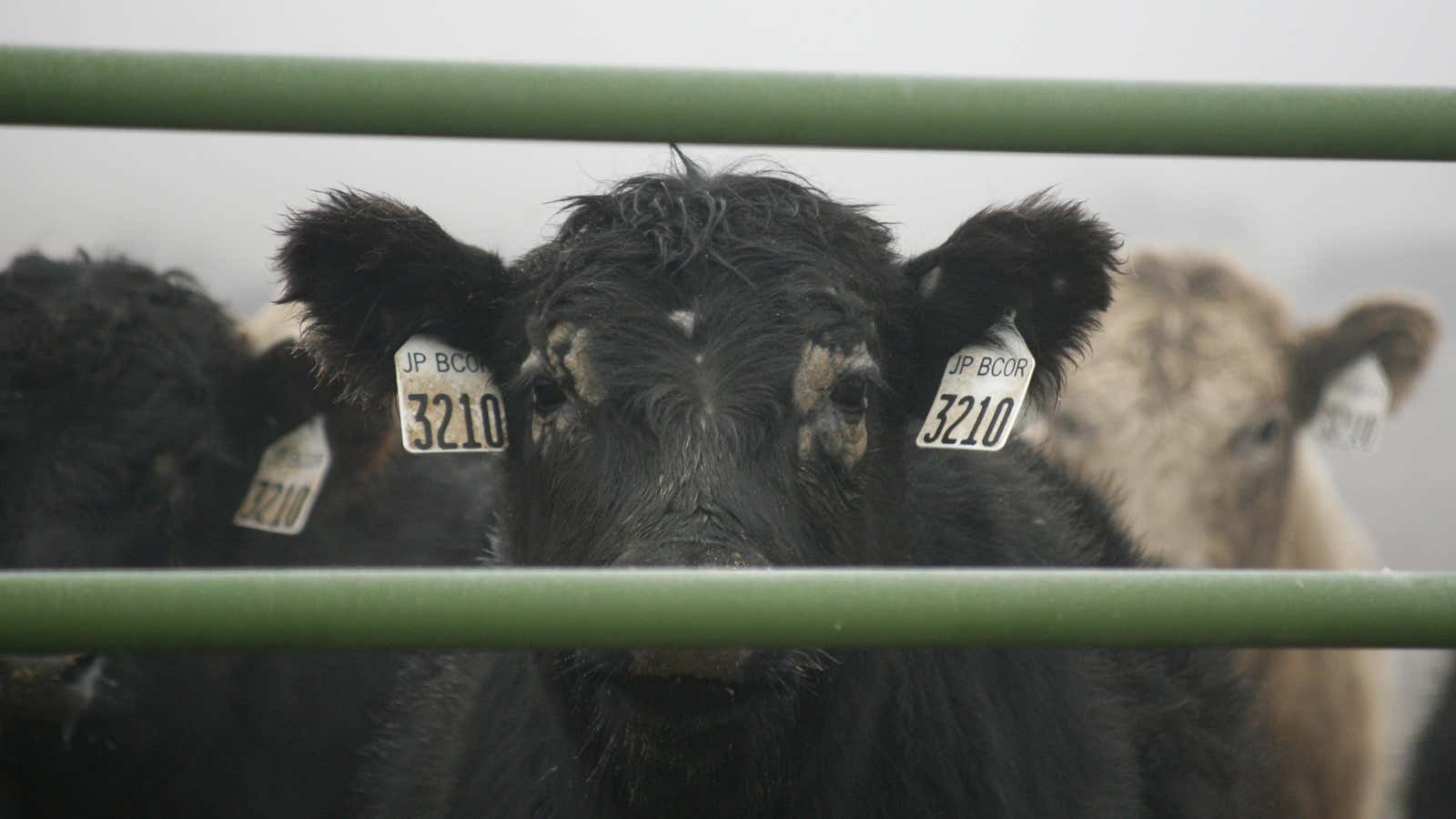 Excess time spent on feedlots is money lost for beef producers.