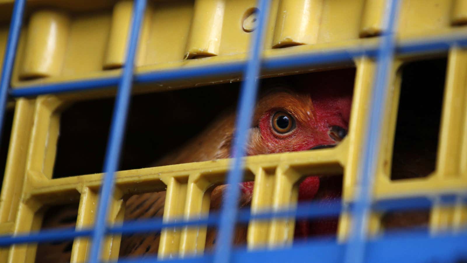 A chicken on a truck from mainland China at a Hong Kong checkpoint.