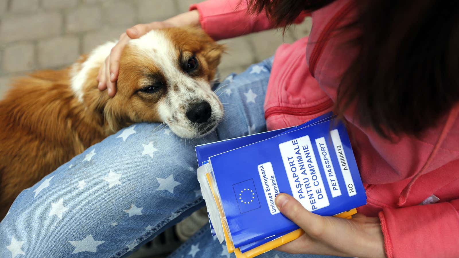 Pet passports and store brexit