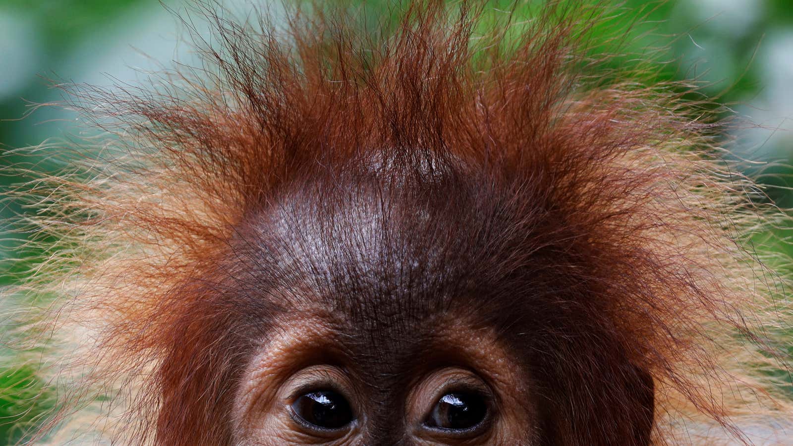 A baby orangutan