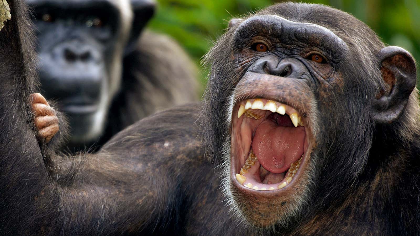 A chimpanzee yawns as it looks into the camera from its enclosure at the Singapore Zoo, Singapore May 13 2005. The Singapore Zoo has long…