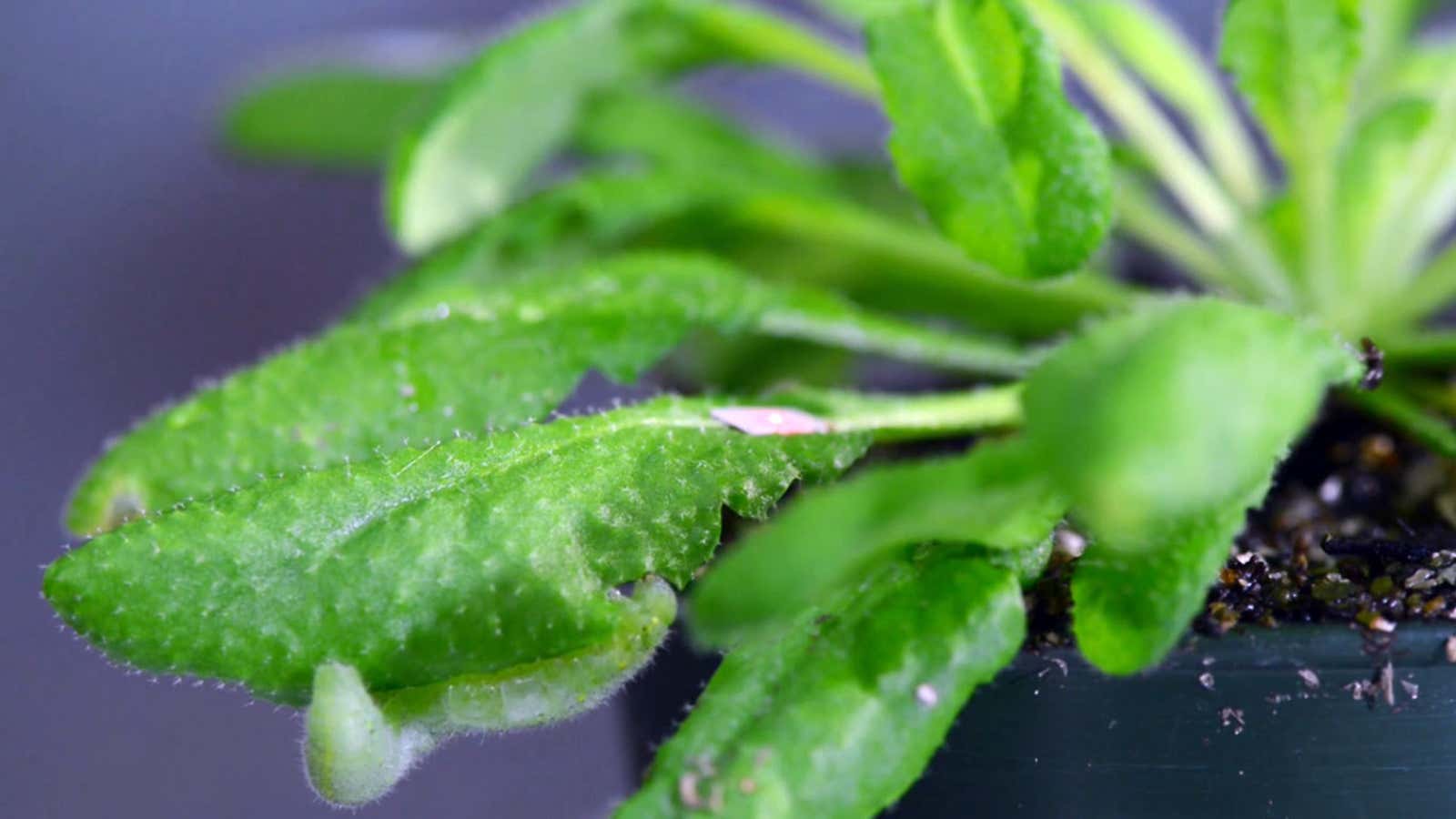 A caterpillar and laser on an Arabidopsis plant.