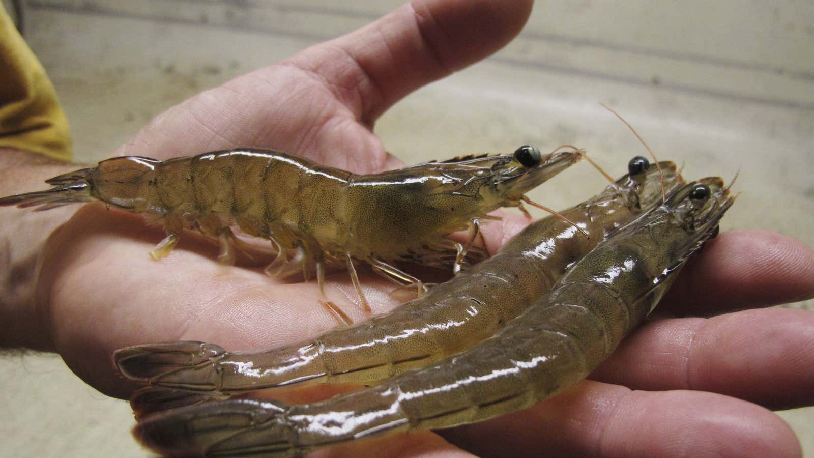 Shrimp-flation is no longer Darden’s problem.