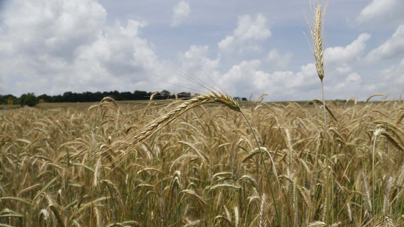 More wheat than the world can eat.