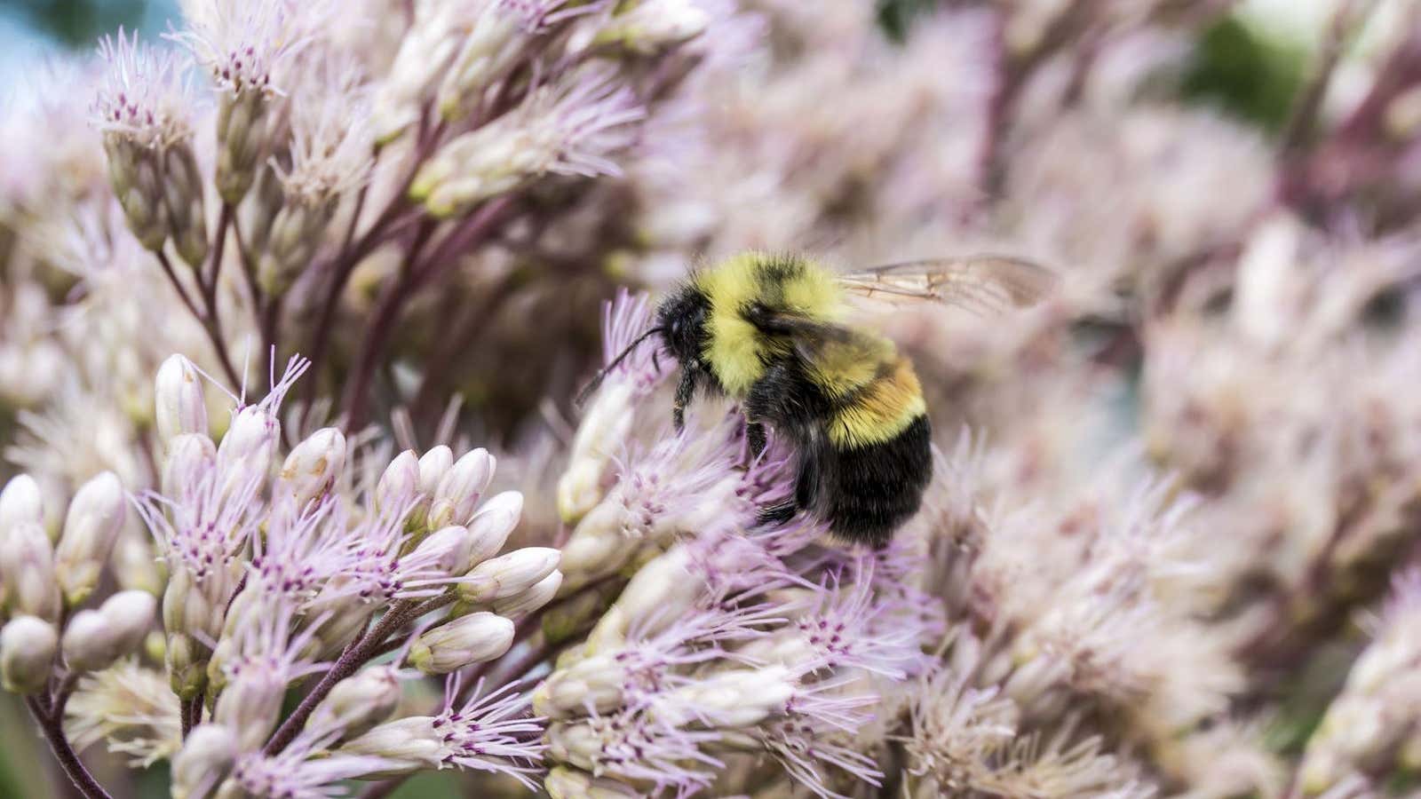 American Bumble Bee  Oklahoma Department of Wildlife Conservation